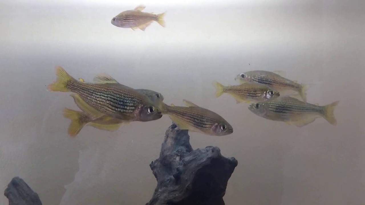 Aquário com peixes nativos Sul do Brasil YouTube Aquário com peixes nativos Sul do Brasil YouTube