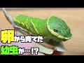 【キャタピー】卵から飼育したミヤマカラスアゲハの幼虫が蛹になった！！【昆虫採集】