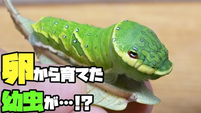 青虫くんの育て方 How To Raise A Caterpillar Youtube 青虫くんの育て方 How To Raise A Caterpillar Youtube