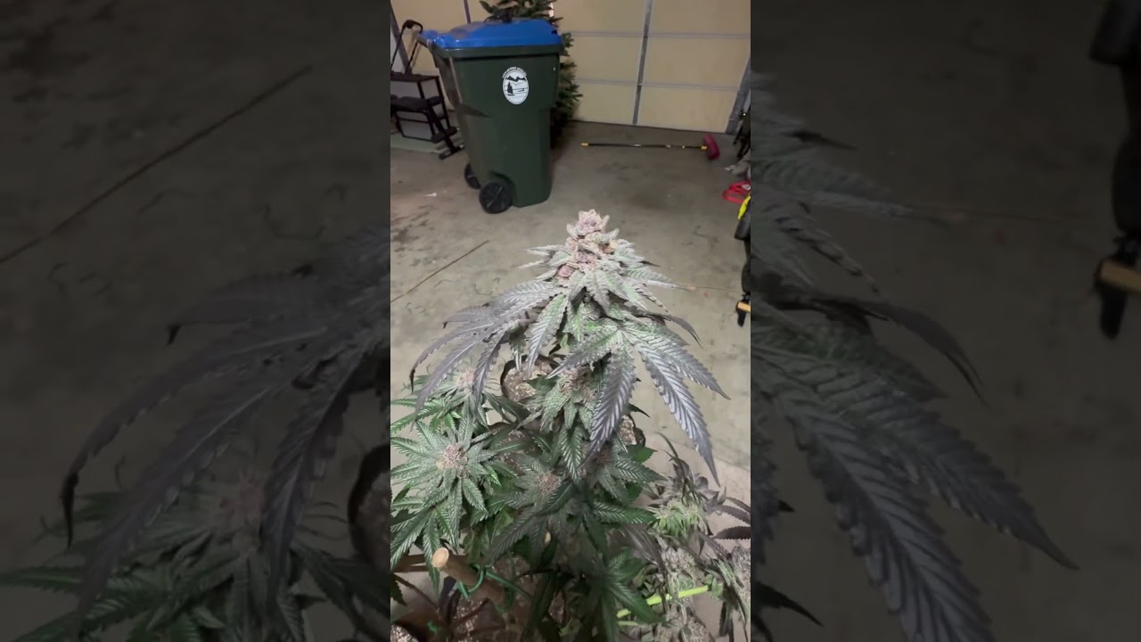 Tiki Madman Genetics “Cherry as fuck” which is Cherry Pie X Fire as Fuck. 