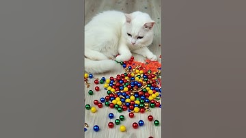 "Cat Barsik Beads Reverse Magic 🟡🔴🍄"