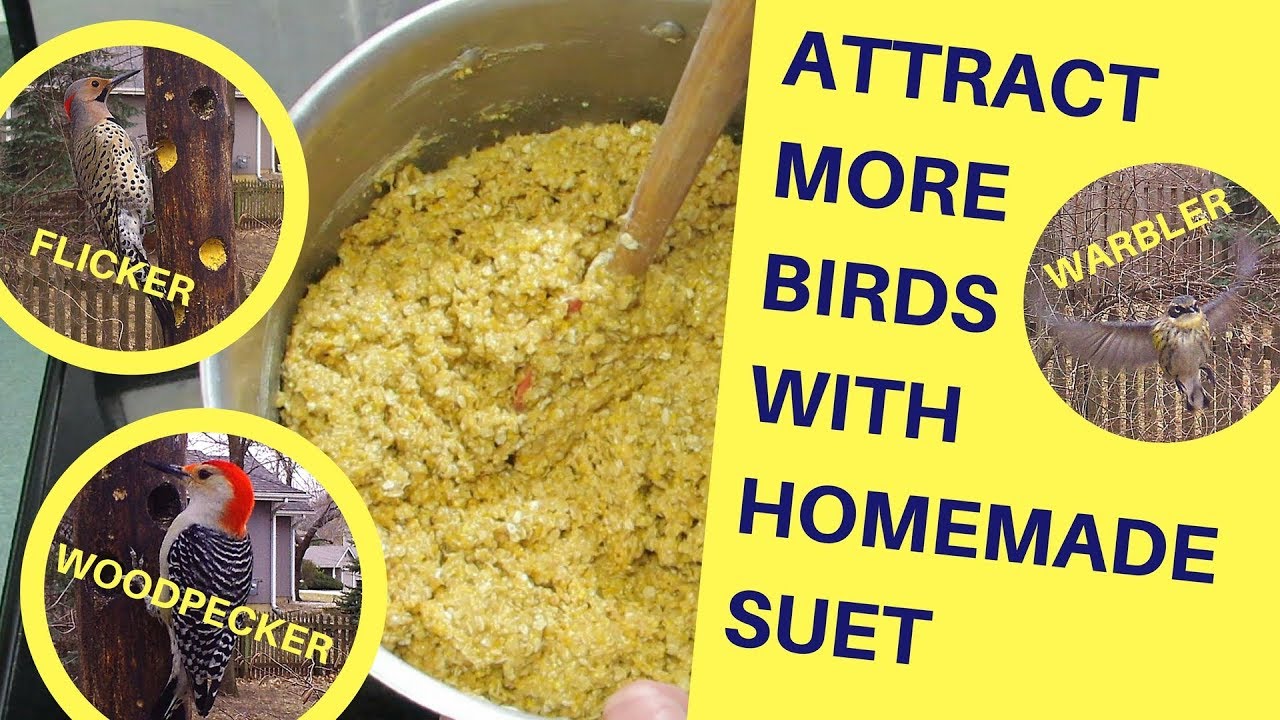 Attract More Birds With Homemade Suet