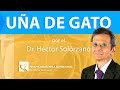 UÑA DE GATO: RIESGOS Y BENEFICIOS De La Planta Medicinal NO CONOCÍAS 😺 | por el Dr. Héctor Solórzano