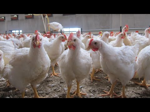 Vidéo: Aliment Complémentaire Pour Poulet Dans Un Chalet D'été