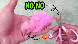 Successfully Saved for baby chick life | Chicken Embryo Development | #babychicks