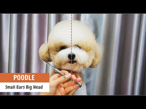 ভিডিও: কিভাবে একটি Poodle কাটা