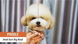 Asian Fusion Teddy Bear Style With Small Ears Poodle Grooming Technique Asian Cute Dogs