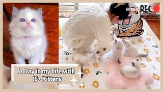 What it’s like to have 15+ Kittens and Cats by Fairy Elf Dolls 10,799 views 1 year ago 12 minutes, 23 seconds
