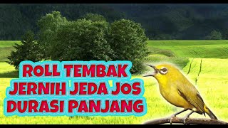 PLECI FULL TEMBAKAN GACOR - TEMBAKAN PANJANG PLECI UNTUK MASTERAN JERNIH JEDA JOS
