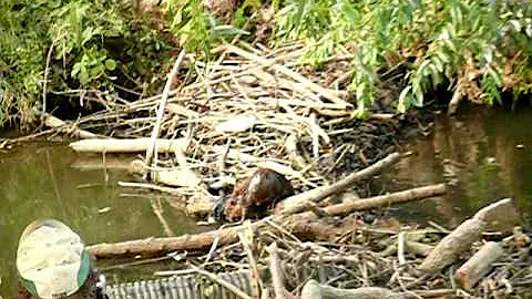 Cheryl Watches Beavers