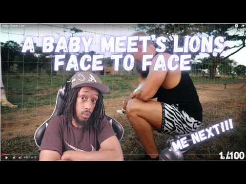 A Baby Meet's Lion's Face To Face (Reaction Video)
