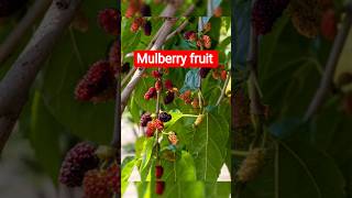 Delicious Mulberry fruit harvesting #satisfying #fruit #harvesting #shortsvideo