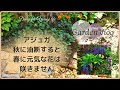 【ガーデンvlog】グランドカバーアジュガ秋に気を付ける事｜猫の訪問者