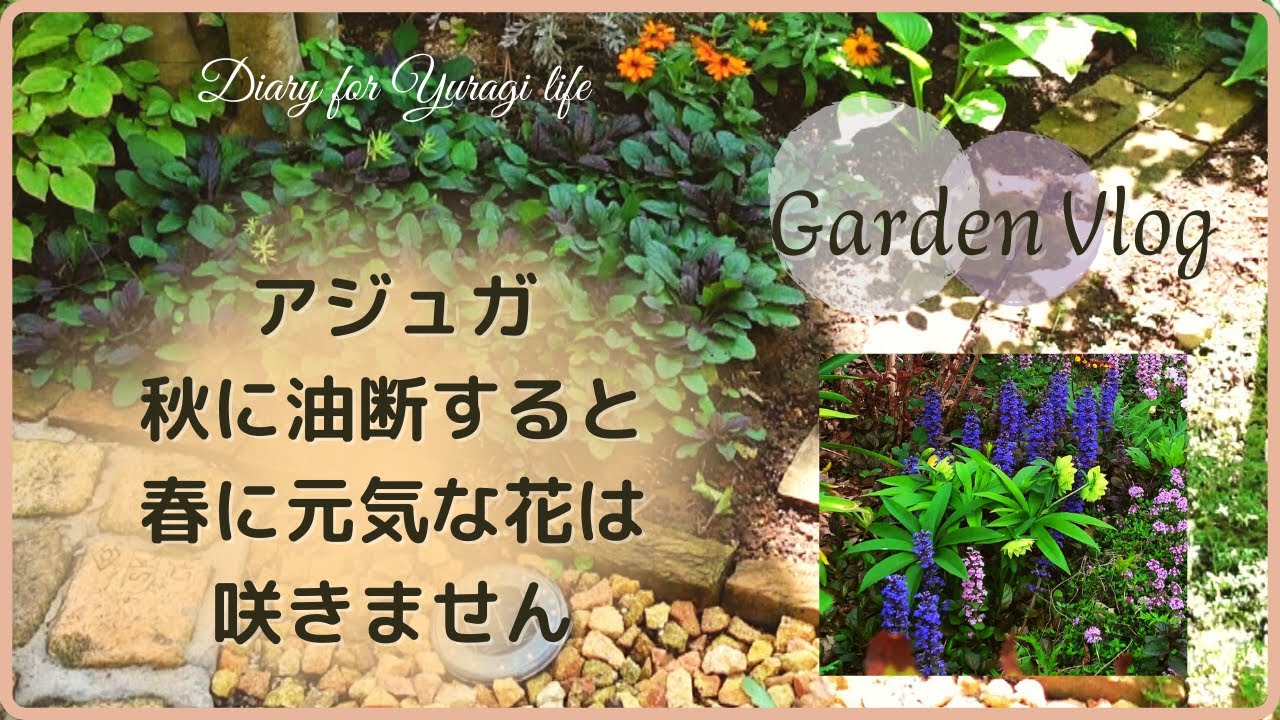ガーデンvlog グランドカバーアジュガ秋に気を付ける事 猫の訪問者 Youtube ガーデンvlog グランドカバーアジュガ秋に気を付ける事 猫の訪問者 Youtube