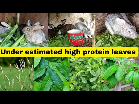 Can Rabbits Eat Jute Leaves