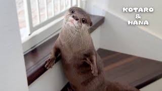 Otters Make a Fuss When a Stranger Takes Over Their Room