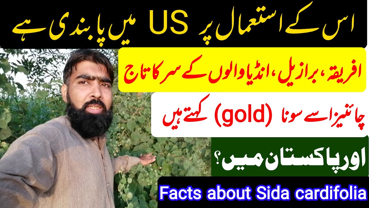 Health Benefits Of Country Mallow In Urdu hindi Kanghi Boti Ke Fayde health-benefits-of-country-mallow-in-urdu-hindi-kanghi-boti-ke-fayde