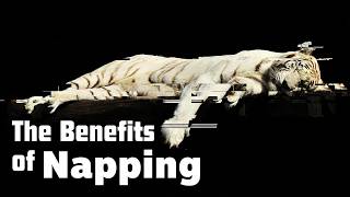 Napping Isn’t Just for Lazy People! | Wandering Thoughts Ep. 3