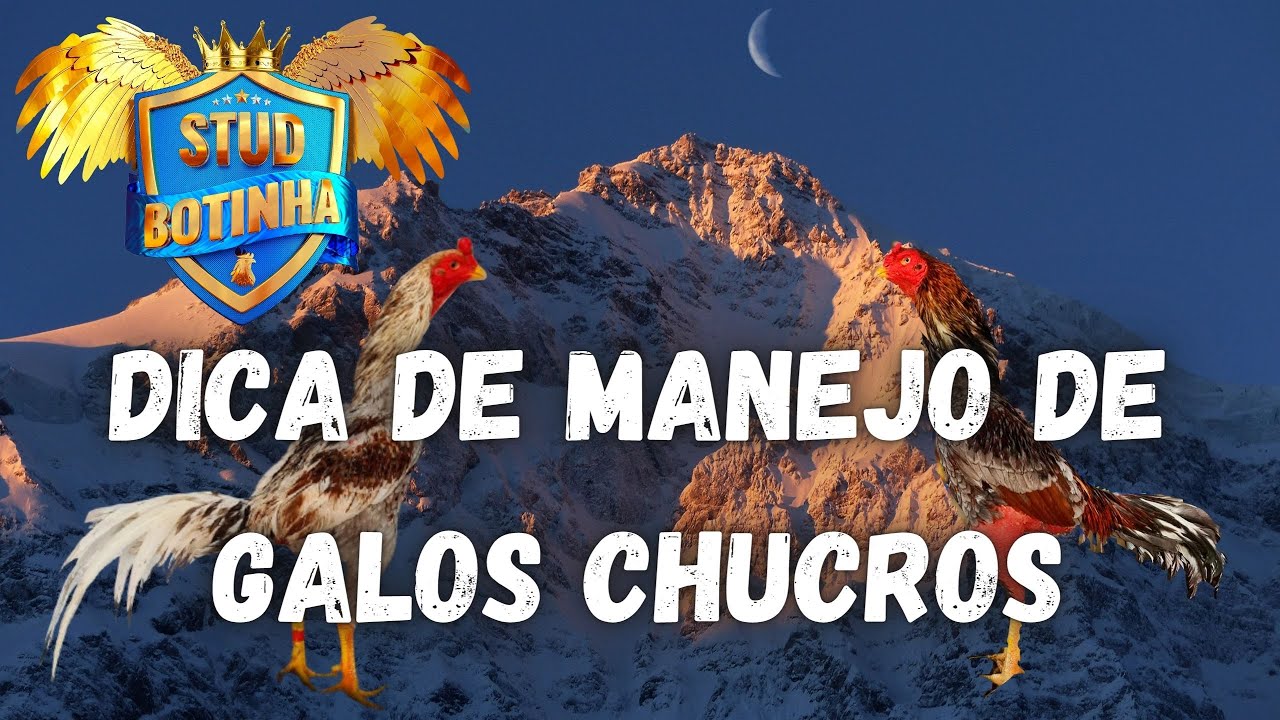 💥COMO PEGAR FRANGO CHUCRO NA GAIOLA COM JEITO💥 - YouTube