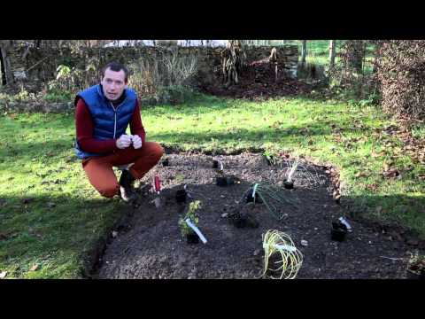 Vidéo: Comment faire pousser un jardin de fleurs comestibles accrocheur