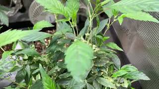Growing Recreational Cannabis In a Grow Tent 