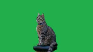 Cat on stool green screen effect