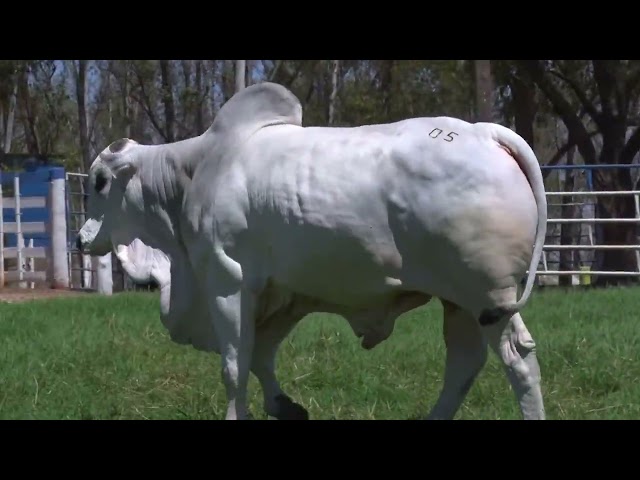 Lote 5   Leilão Virtual João Seiscento