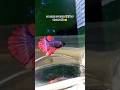 যে দোয়া তে হালাল রিজিক পাওয়া যাই 🤲 #youtubeshorts #shorts #viral #fish #islamic #video #foryou