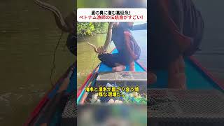 泥の奥に潜む高級魚! ベトナム漁師の伝統漁がすごい! #伝統漁 #ウナギ #河口 #漁村 #魚好き