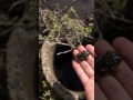 コンクリート升に入ってマスたトノサマガエルを逃がしてあげマスた。