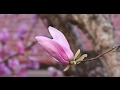 Sony 50mm F1.8 SEL50F18 on Sony a5000 | Video