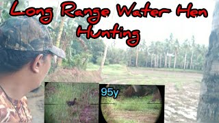 Pest Control / Long Range Bird hunting Water Hen / Barred rail hen o TIKLING