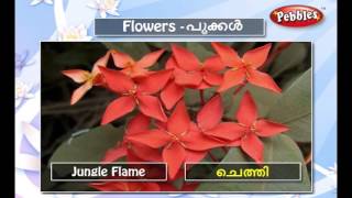 Flowers In Kerala Different Species Of Flowers Kerala Kerala White Flowers Names Different Types Of Flowers Flower Pictures
