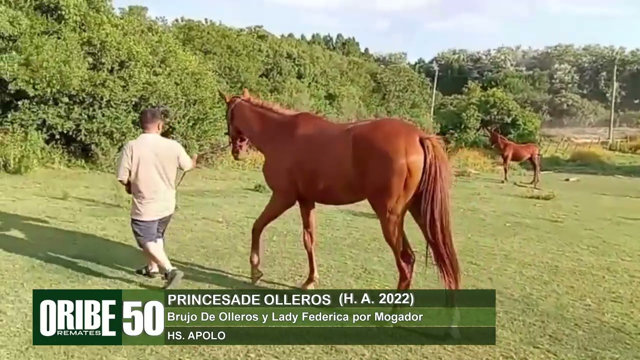 50 PRINCESADE OLLEROS