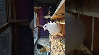 Pigeon Behavior Explained | Signs of Healthy and Well-Cared Birds 🕊️ #shorts #kabootar #kabutar #yt