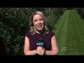 Bodies found after vehicle fires in Etobicoke, Scarborough | CP24 Live at Five for Sept. 22, 2026