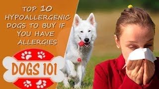 Allergic to Dogs?  Top 10 Hypoallergenic Dogs to Buy if you have Dog Allergies