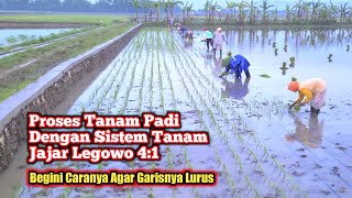 Proses Menanam Padi Dengan Sistem Jajar Legowo 4:1