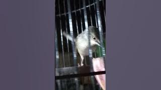 masteran cigun sejalur 5 menit tanpa jeda