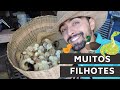 Pintinhos, Marrequinhos, Patinhos, Cobra e Muito Mais | Gutejando