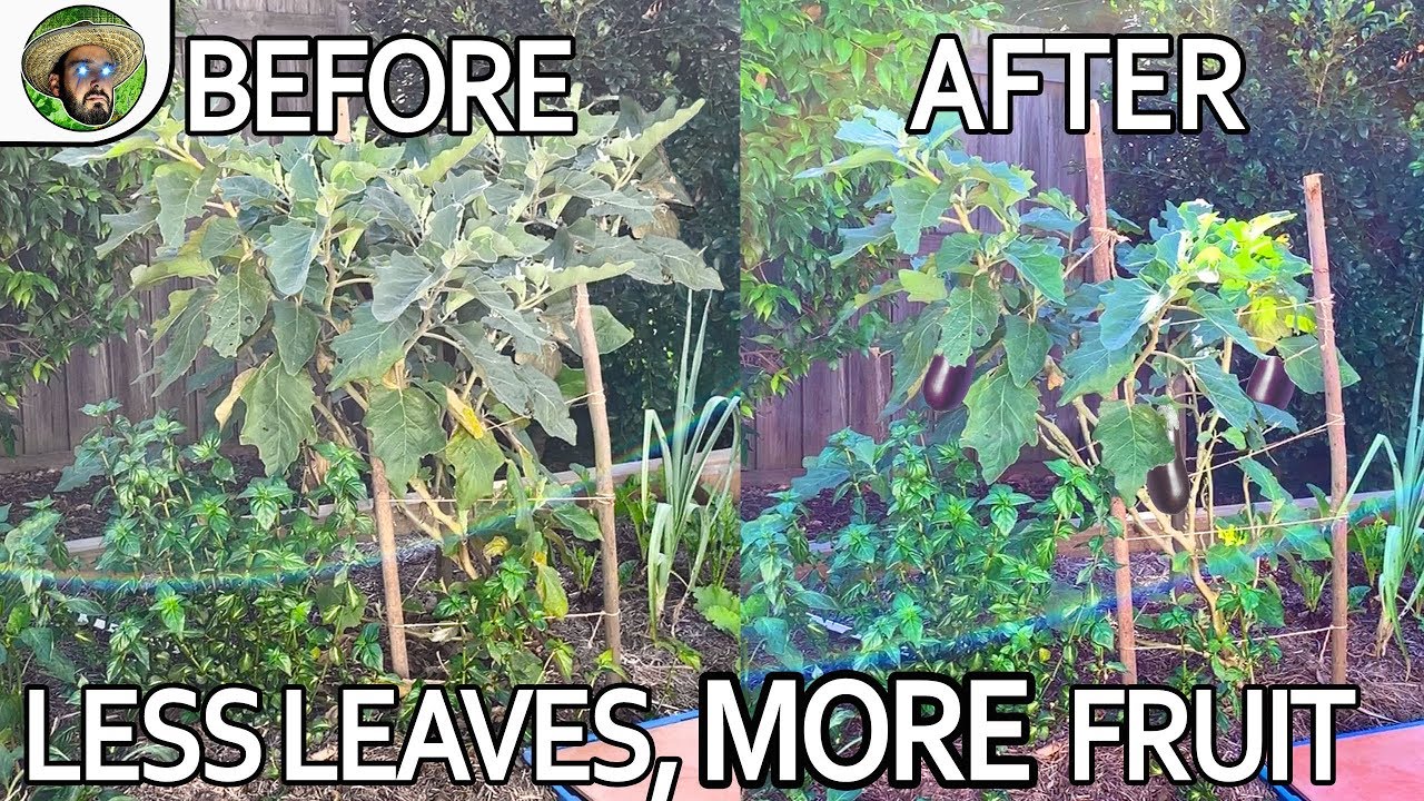 How to Grow Eggplants | Quick Guide to BIG & DISEASE FREE Eggplants