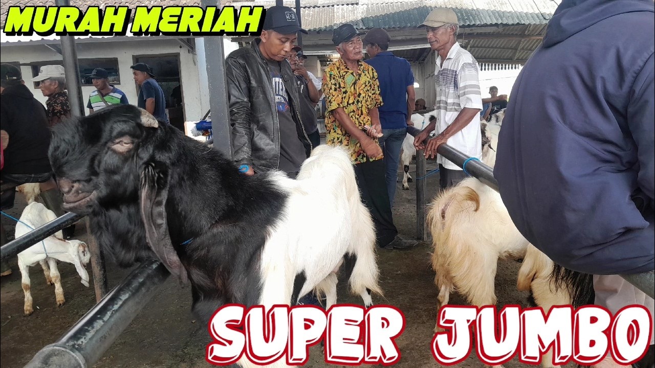 SUPER JUMBO‼️HARGA KAMBING HARI INI DIPASAR KEPANJEN MALANG JATIM