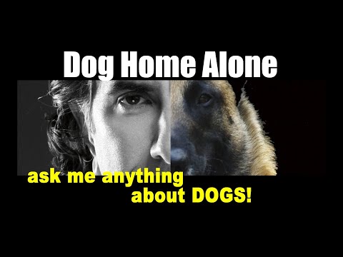 Video: De gelukkige Contest van de Mamma's van de Hond van de Hond