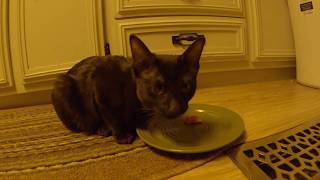 Black Grizzled Chausie Kitten Eats Chicken by Meow 71 views 4 years ago 4 minutes, 10 seconds