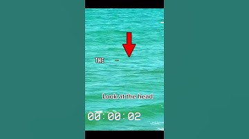 Top 5 Real Mermaids Sightings