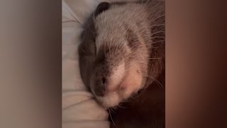 Otter Melonpan's face looks so cute while sleeping|Cute Otter