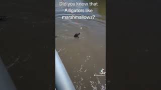 Did you know that Alligators liked marshmallows