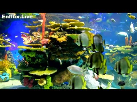 lofi hip hop radio aquarium 24/7 - beats to work/study/chill