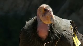 Conservation Connect: California Condor