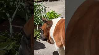 Juny charging up on Bose for the ball #dog #bulldog